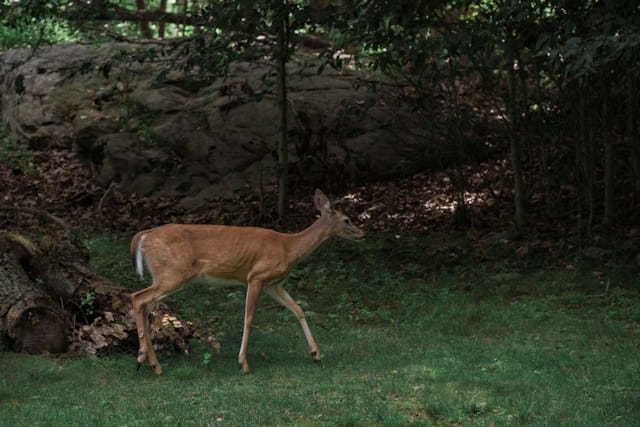 Deer along one of the walking trails in Wallingford, CT