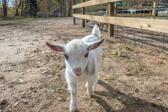 Goat at Farmer Joe's Gardens