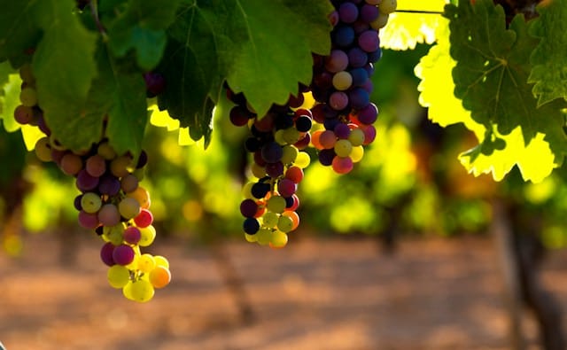 Scenic Vineyard in Wallingford, CT
