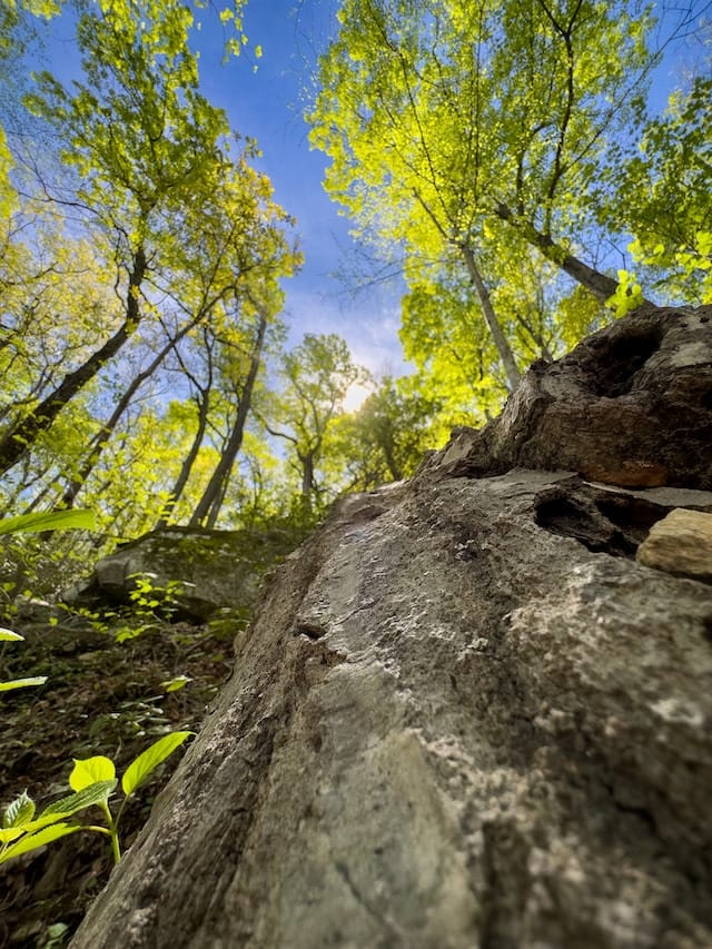 stone and trees along the Mattabesett Trail