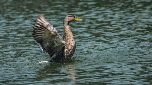 Duck on Case Pond