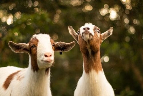 Farm animals at a farm exhibit