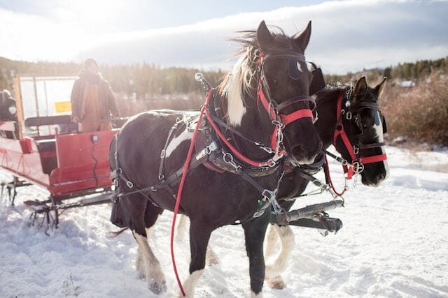 horse drawn carriage ride