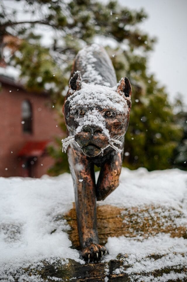 UVM catamount dusted with snow