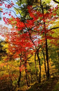 Tranquil Setting of Green Mountain National Forest