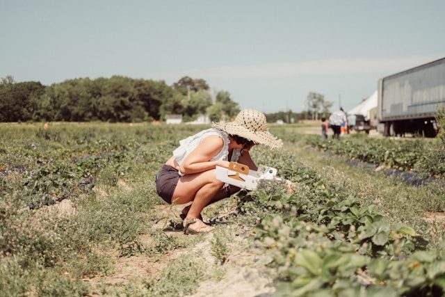 Woman squatting to pick strawberries in mid-June