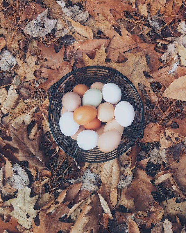 Basket to collect eggs