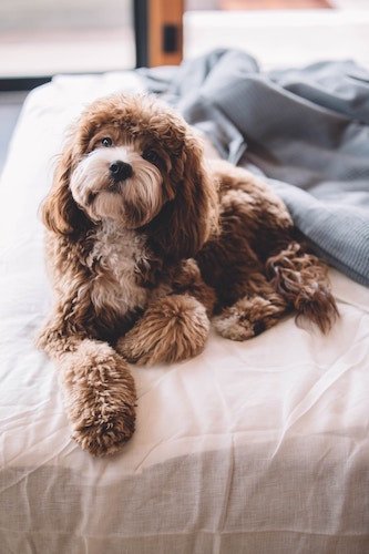 A furry friend on a trip for the whole family at a dog friendly bed and breakfast