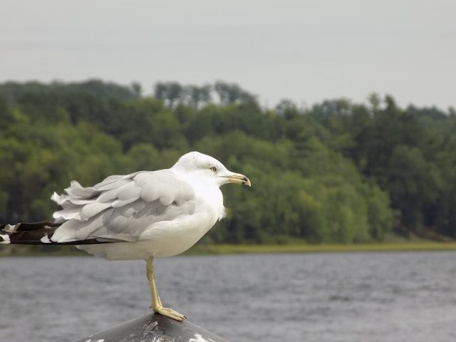 Kennebec River outdoor activities in Bath, ME