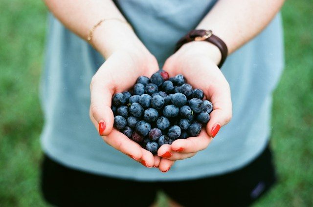 Blueberry picking at a Connecticut farm
