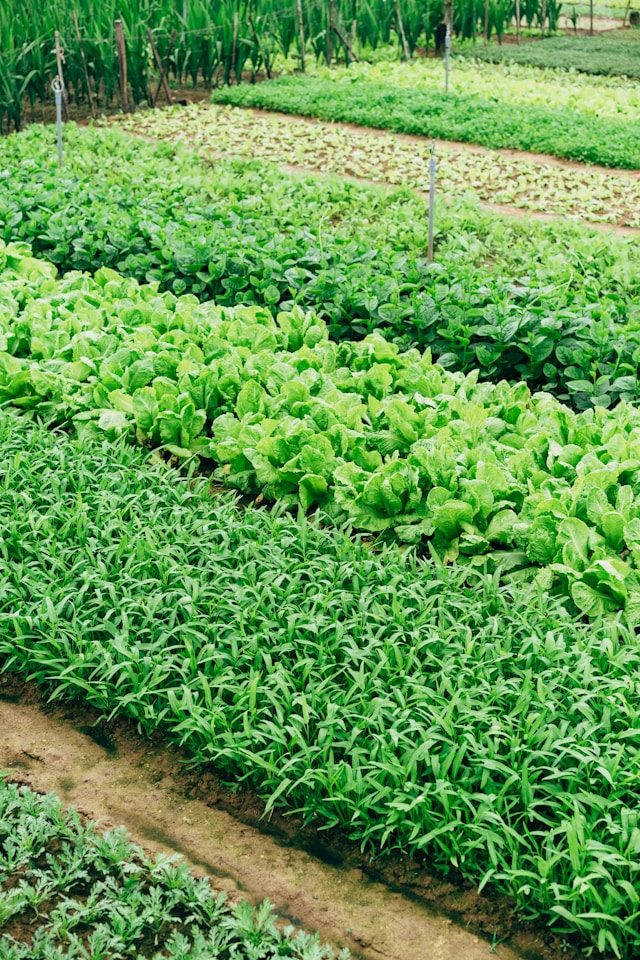 Farm fresh vegetables
