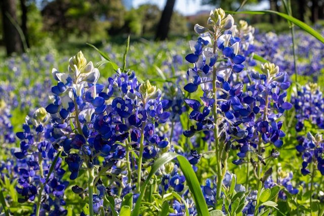 Vibrant wildflowers in Texas Hill Country