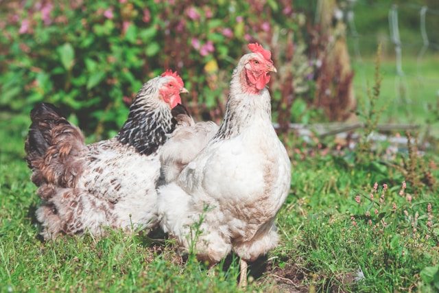 A farm stay can include the opportunity to collect eggs for breakfast from the chickens
