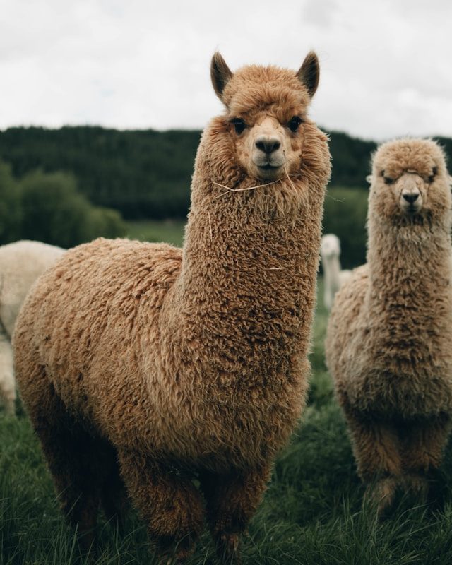 Llama watching the drama