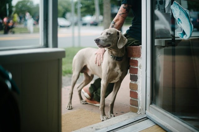 Dog in a shop in Montauk