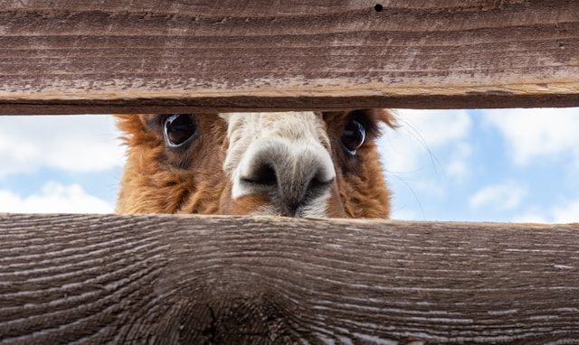 Alpaca looking through a wooden fence