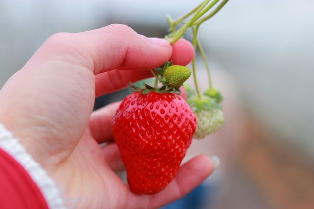 The proper way to pick strawberries