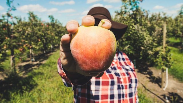 Picking peaches in late September in East Lyme, CT