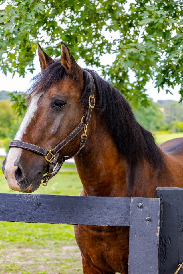 Horses at a farm stay