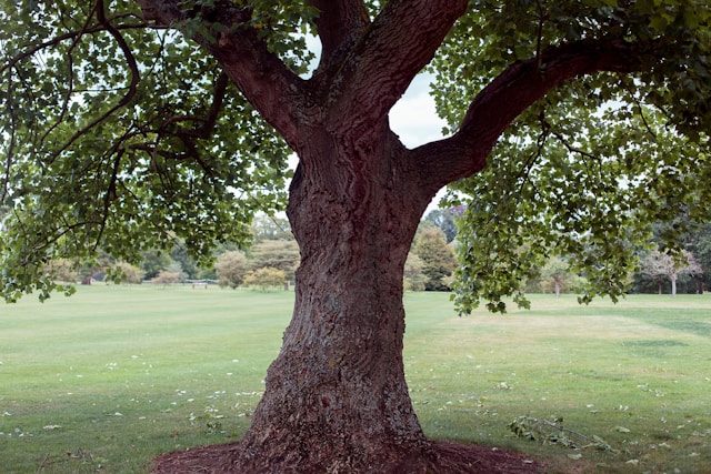 century old oak trees at a Connecticut farm stay
