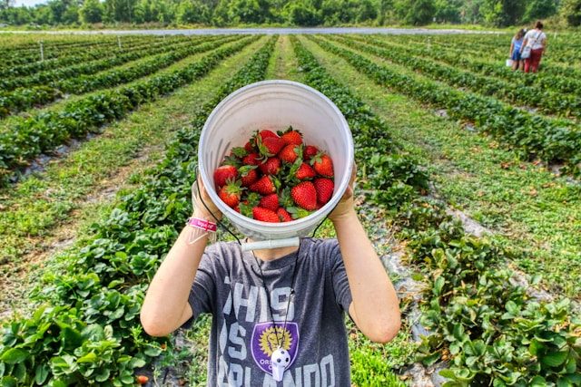 A field of ripe strawberries in a Connecticut farm