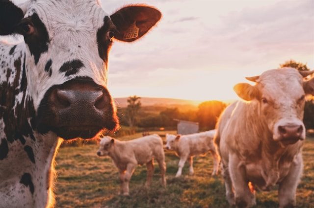 New England cows with newborn calves
