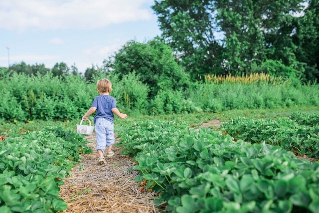 strawberry picking CT