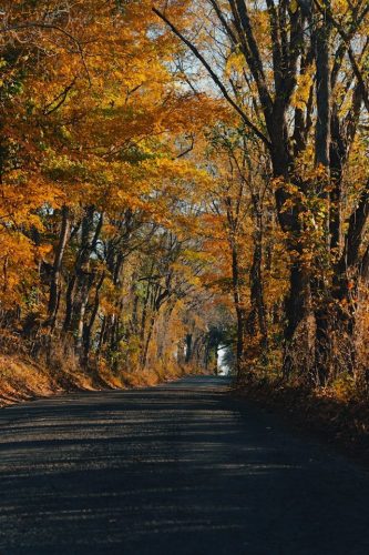 Early morning walk along fall foliage in western Massachusetts