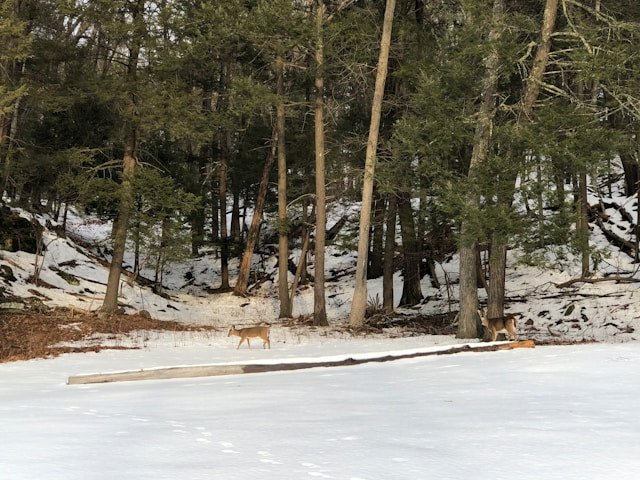 Deer walking through snow in Kingston