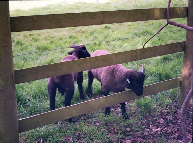 Goats at a fence of a working farm like Fat Sheep Farm