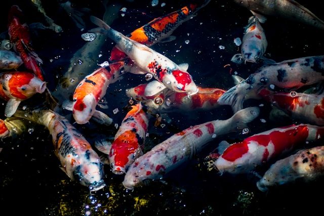 Koi pond at a farm stay