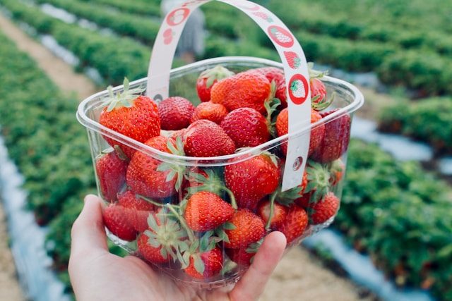A basket filled with freshly picked strawberries at a pick your own farm