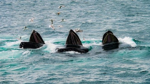 Whales chowing down together within view of a watching excursion in Cape Cod Bay