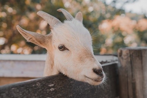 Goat at the only zoo in the York area