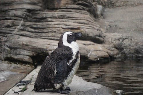 Penguin at the New York Aquarium