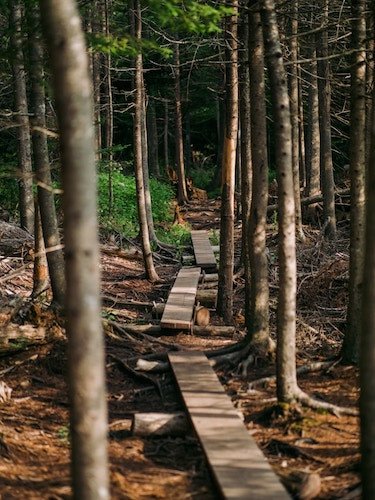 Wooden boards along a forest path in Wolfe's Neck