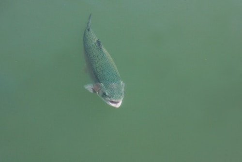 trout stocked for fly fishing in Manchester, Vermont