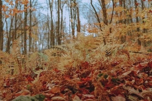 The Panther Mountain Trail near Phoenicia, NY