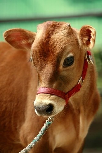Cow at Billings Farm & Museum