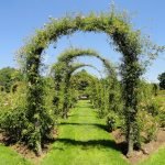 Elizabeth Park Rose Garden