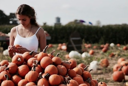Harvest season of local produce on the North Fork of Long Island