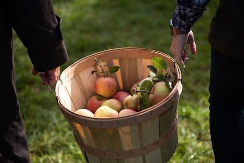 People enjoying apple picking at an orchard in New England during the fall season