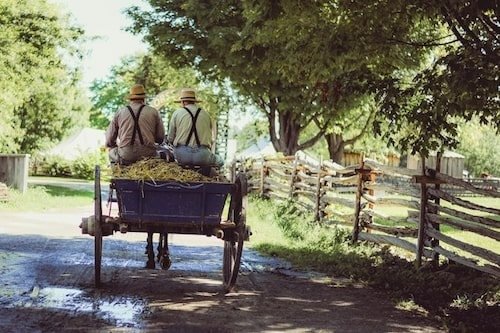 Two Amish men riding a horse and buggy