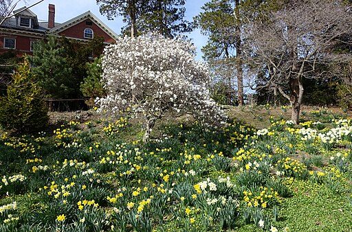 Daffodils and other plants blooming at the Botanic Garden