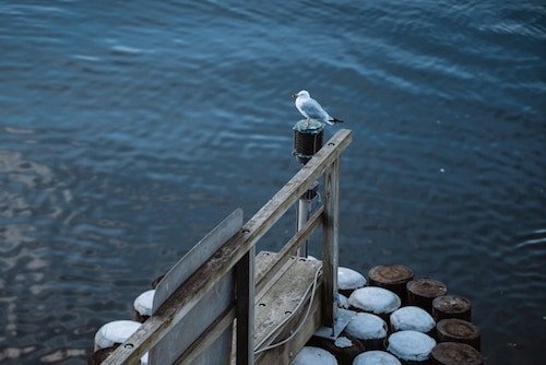 Seagull on a pier on the Connecticut coast