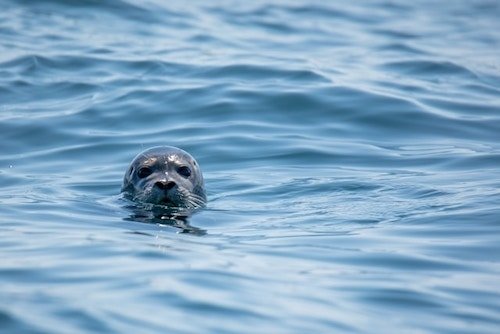 Harbor seals pop in and out of the water in the harbor of Camden, Maine