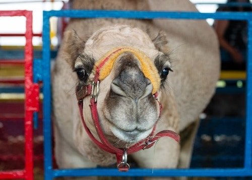 Camel at Topsfield Fair in Massachusetts