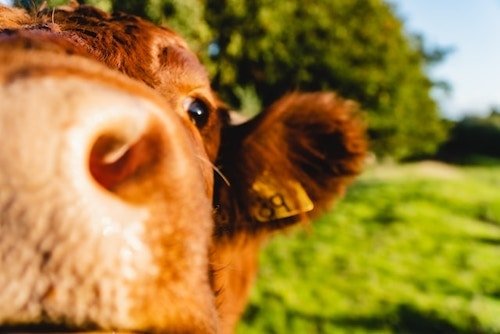 Cow on a farm in Rhode Island
