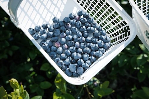 A full basket while our blueberry picking in Connecticut
