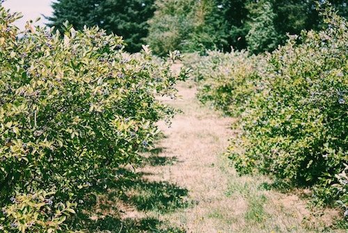 blueberry bushes in a field while our Connecticut blueberry picking